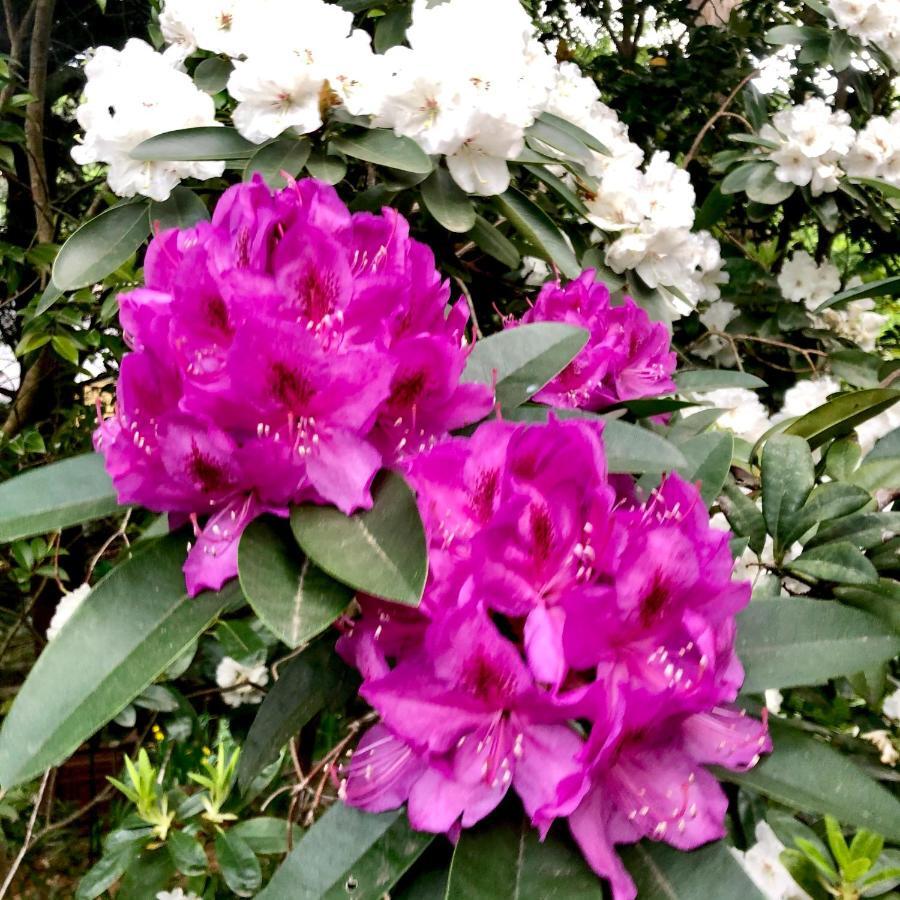 Aldgate Creek Cottage Bed And Breakfast 외부 사진